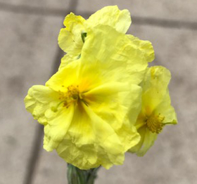 Helianthemum 'Wisley Primrose' 